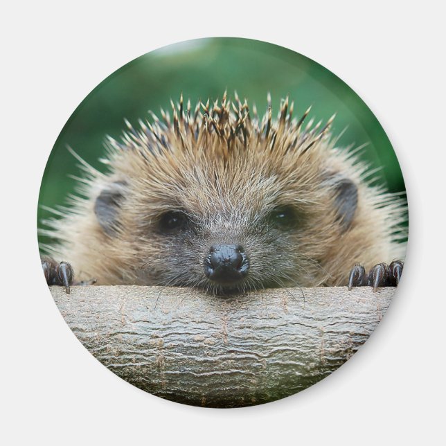 Aimant Animaux de bébés cutest | Hedgehog Smile (Devant)