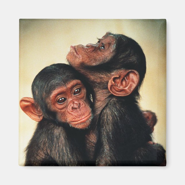 Aimant Animaux de bébés cutest | Hug de chimpanzé (Devant)
