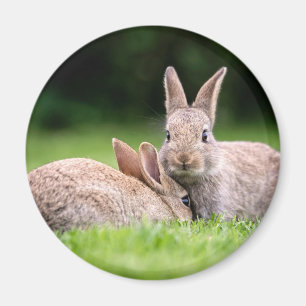 Aimant Animaux de bébés cutest   Lapins de lapin sauvage