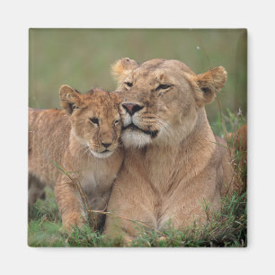 Aimant Animaux de bébés cutest Lion Cub & Mother