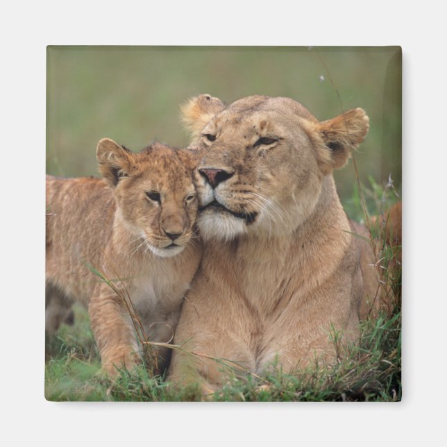 Aimant Animaux de bébés cutest | Lion Cub & Mother (Devant)