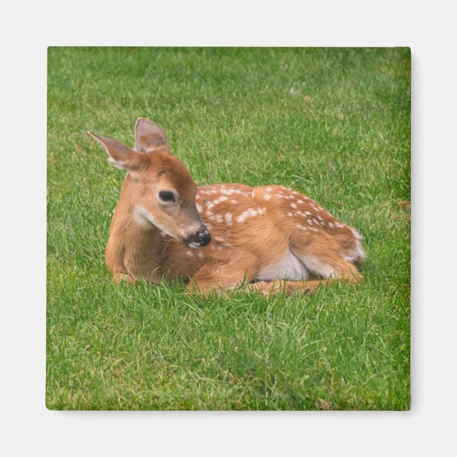 Aimant Animaux de bébés cutest | Little Fawn (Devant)