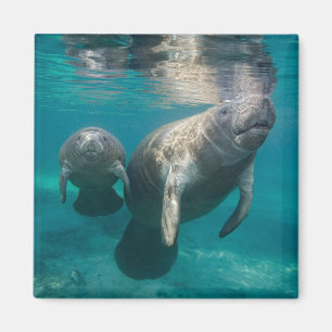 Aimant Animaux de bébés cutest   Manat & bébé
