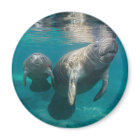 Animaux de bébés cutest | Manat & bébé