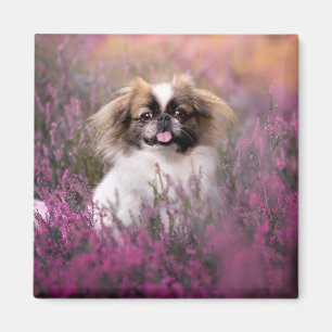 Aimant Animaux de bébés cutest Pekingese Puppy