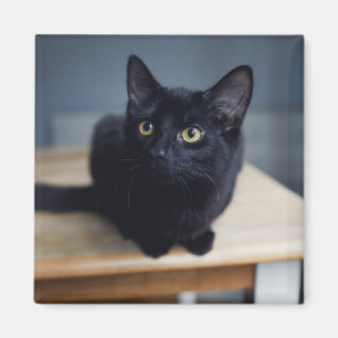 Aimant Animaux de bébés cutest   Portrait d'un chat noir