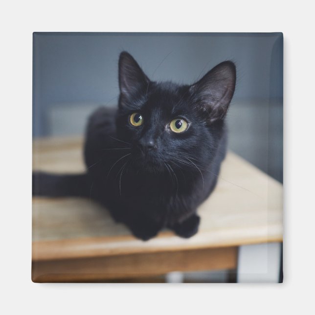 Aimant Animaux de bébés cutest | Portrait d'un chat noir (Devant)