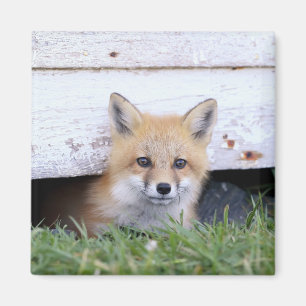 Aimant Animaux de bébés cutest   Red Fox Kit Peeking