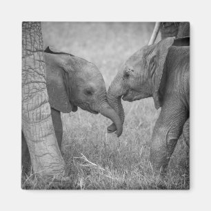 Aimant Animaux de bébés cutest   Salutation des éléphants