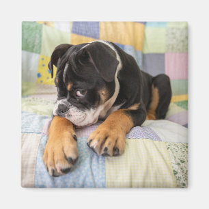 Aimant Animaux de bébés cutest   Shy Old English Bulldog