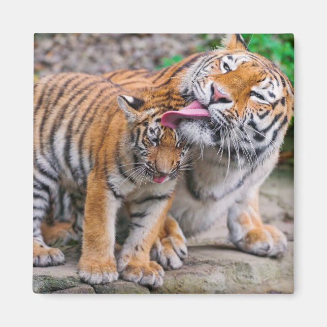 Aimant Animaux de bébés cutest | Sibérie Tiger Famille (Devant)