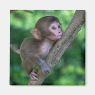 Aimant Animaux de bébés cutest   Singe bébé