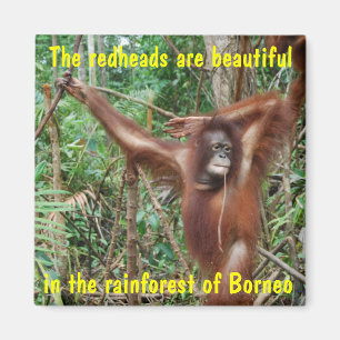 Aimant Animaux humoristiques