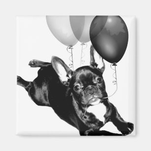 Aimant Anniversaire du français Bulldog