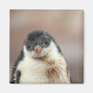 Aimant Antarctique