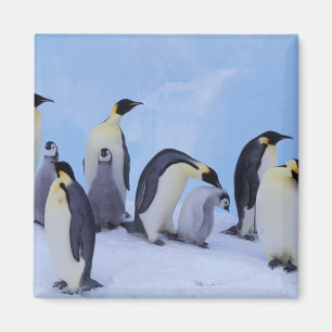 Aimant Antarctique, Emporer Penguins