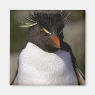 Aimant Antarctique, îles sub-antarctiques, Sud 5