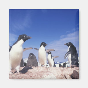 Aimant Antarctique, Manchot Adélie Pygoscelis