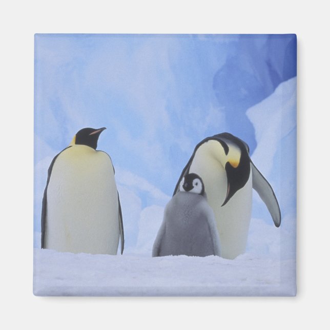 Aimant Antarctique. Manchots empereurs et poussin (Devant)