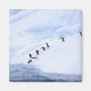Aimant Antarctique, péninsule Antarctique. Gorget