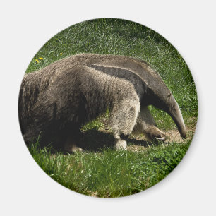 Aimant Anteater géant