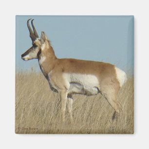Aimant Antilope d'Amérique A46