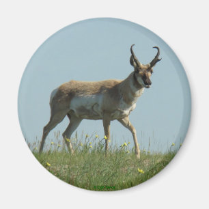 Aimant Antilope Pronghorn A10 marchant à travers des fleu