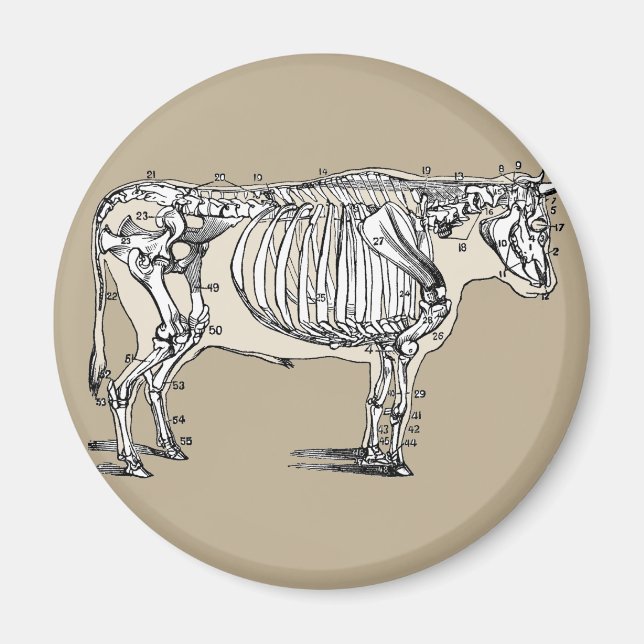 Aimant Antique Cow Skeleton Bones (Devant)