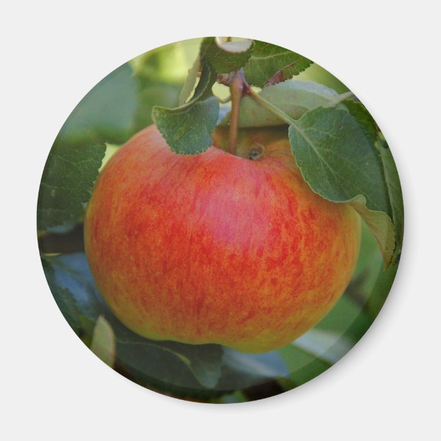 Aimant Apple James Grieve (Devant)