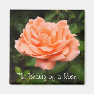 Aimant Apricot Rose
