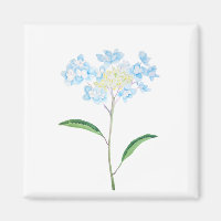 aquarelle bleu hydrangea