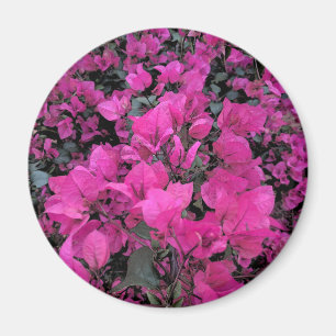 Aimant Aquarelle-Bougainvilliers