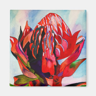 Aimant Aquarelle de fleurs indigènes de Waratah