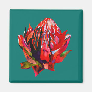 Aimant Aquarelle de fleurs indigènes de Waratah