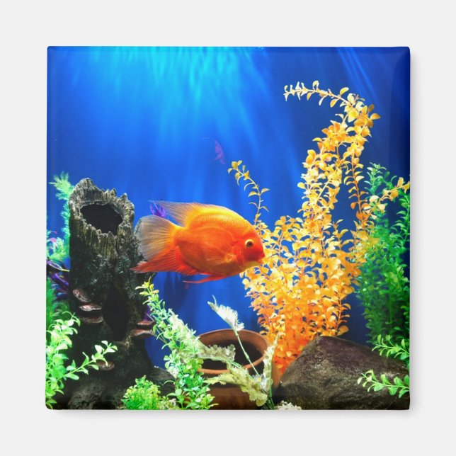 Aimant Aquarium aquarium aquarium (Devant)