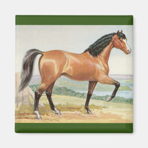 Aimant Arabian Bay Horse Aquarelle Vintage Art