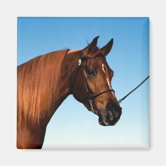 Aimant Arabian Show Horse (Devant)