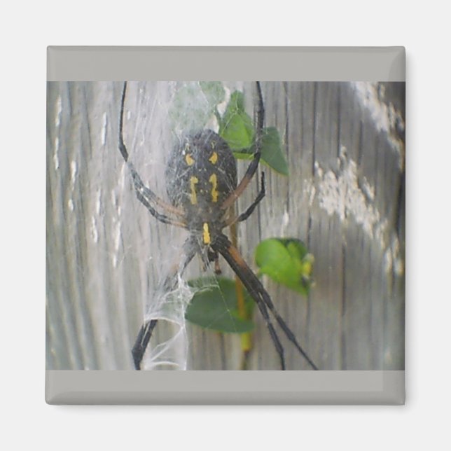 Aimant Araignée Banane (Devant)