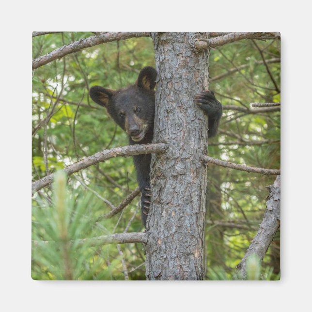 Aimant Arborescence d'Escalades d'ours Cub (Devant)