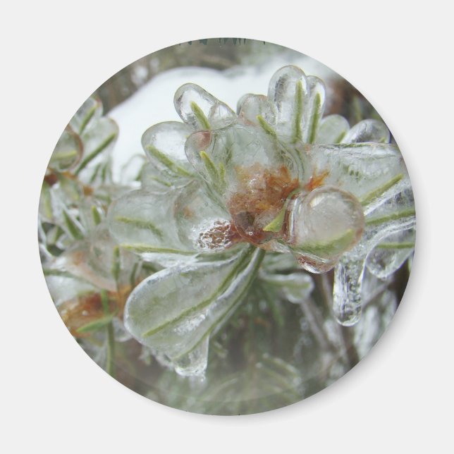 Aimant Arborvitae Conseils dans la glace (Devant)