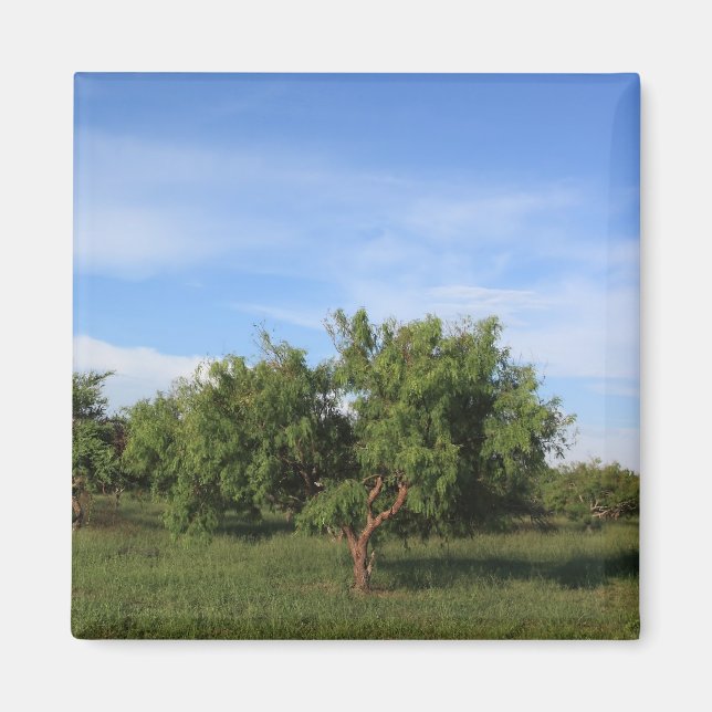 Aimant Arbre Acacia (Devant)