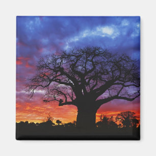 Aimant arbre baobab africain, Adansonia digitata, 2