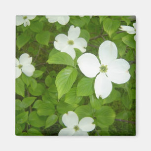 Aimant Arbre Cornouiller Blanc