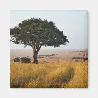 Arbre d'acacia isolé dans les plaines herbeuses, M