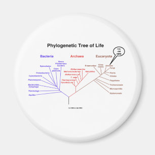 Aimant Arbre de la vie phylogénétique - vous êtes ici (la
