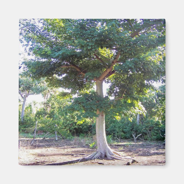 Aimant Arbre de Sagesse-aimant (Devant)