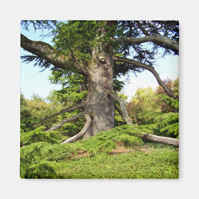 Aimant Arbre du cèdre du Liban (Devant)