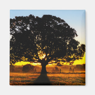 Aimant Arbre du matin