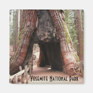 Aimant Arbre du tunnel - Yosemite