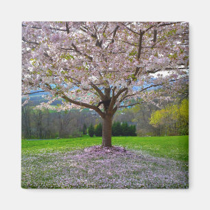 Aimant Arbre fleuri rose cerisier avec bois